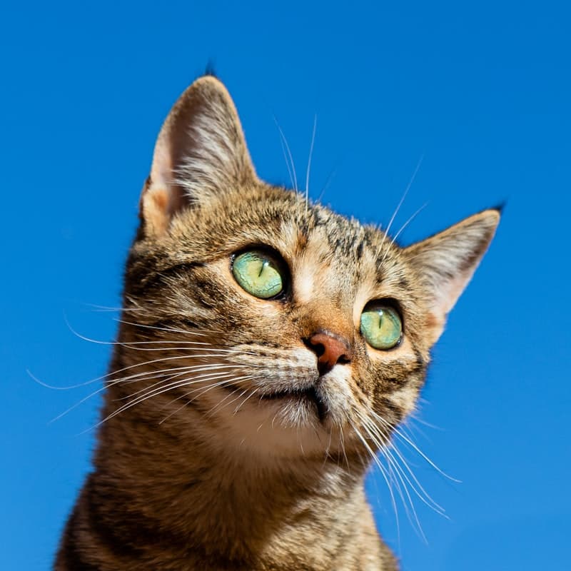 Meow Mix Premium Cat Food