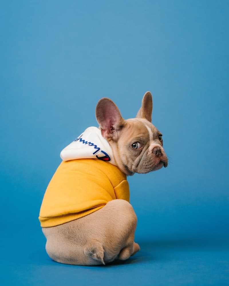 Leather Collar & Leash Set