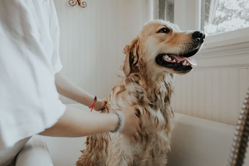 Salmon Oil Grooming Shampoo